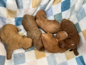 Mini Schnoodle Puppies for Sale DOB 8-1-2025 $950